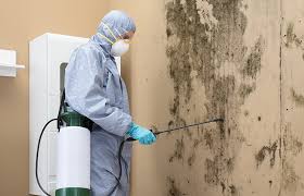 Best Mold Damage Restoration  in Brisbane, CA